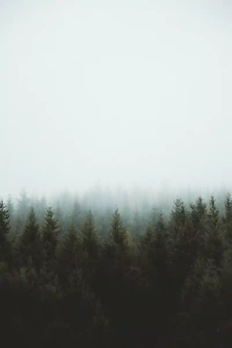 Misty forest landscape representing natural healing at Health Co. Chiropractic